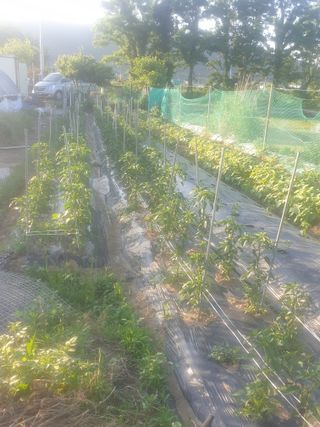 염소농장.강성두님의 고추 · 일상 작성글 사진