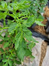 팜모닝 감자·병해충상담 게시글 이미지