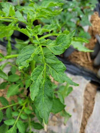 제임스777님의 감자 · 병해충상담 작성글 사진