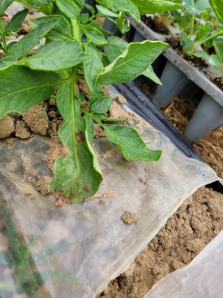 제임스777님의 감자 · 병해충상담 작성글 사진