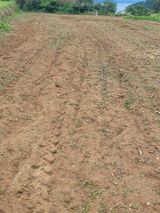 팜모닝 장마 대비 어떻게 하셨나요?·참여 게시글 이미지