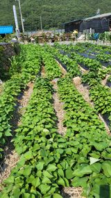 팜모닝 장마 대비 어떻게 하셨나요?·참여 게시글 이미지