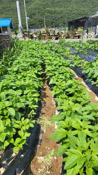 마늘님의 장마 대비 어떻게 하셨나요? · 참여 작성글 사진