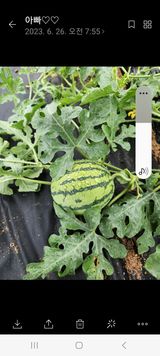 팜모닝 자유주제·자유게시판 게시글 이미지