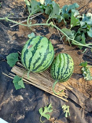 호두한형희님의 자유주제 · 자유게시판 작성글 사진