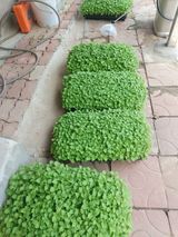 팜모닝 콩·영농일지 게시글 이미지