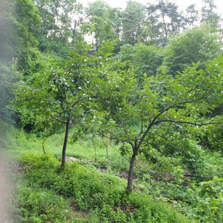 황준영님의 자유주제 · 사진전 작성글 사진