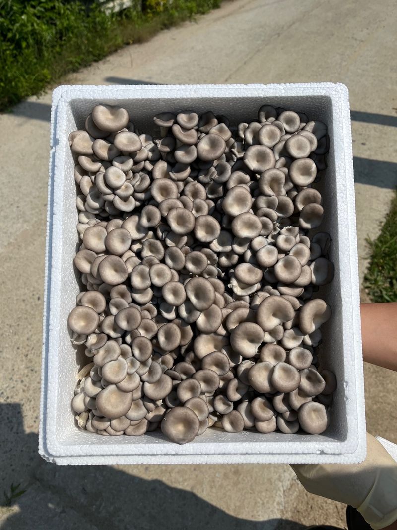 장터 상품 [느타리버섯 2kg] 썸네일