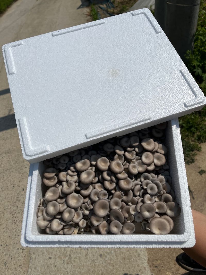 여주 그린농원님의 장터 판매 상품 [느타리버섯 2kg] 첨부 사진