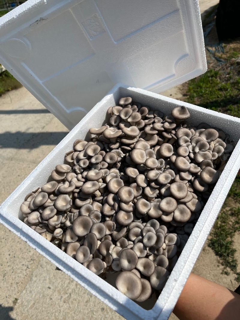 여주 그린농원님의 장터 판매 상품 [느타리버섯 2kg] 첨부 사진