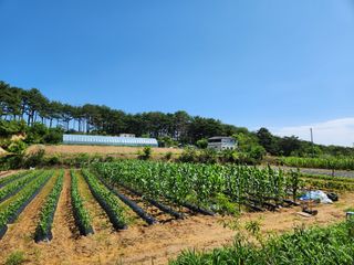 장지영님의 옥수수 · 자유게시판 작성글 사진