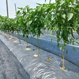 팜모닝 고추·일상 게시글 이미지