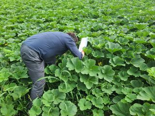팜모닝 정인근님의 호박 · 자유게시판 작성글 사진