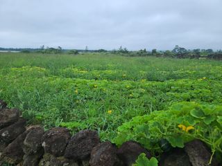 팜모닝 정인근님의 호박 · 자유게시판 작성글 사진