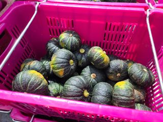 팜모닝 정인근님의 호박 · 자유게시판 작성글 사진