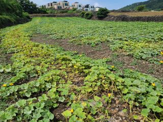 팜모닝 정인근님의 호박 · 자유게시판 작성글 사진