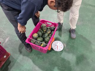 팜모닝 정인근님의 호박 · 자유게시판 작성글 사진