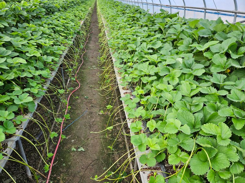 장터 상품 [딸기모종] 썸네일