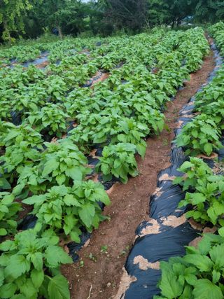 박진희님의 자유주제 · 자유게시판 작성글 사진