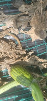 팜모닝 기타작물·병해충상담 게시글 이미지