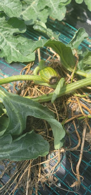 갈대님의 기타작물 · 병해충상담 작성글 사진