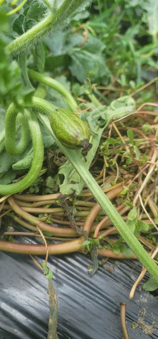 갈대님의 기타작물 · 병해충상담 작성글 사진