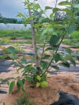 팜모닝 기타작물·자유게시판 게시글 이미지