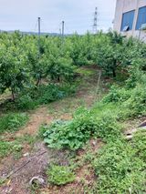 팜모닝 복숭아·영농일지 게시글 이미지