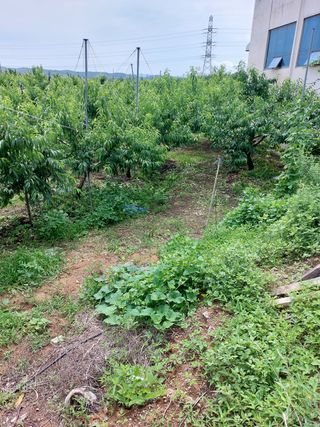 복숭아(이권민)님의 복숭아 · 영농일지 작성글 사진