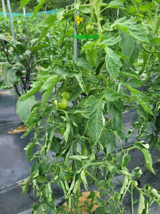 새내기농부님의 토마토 · 병해충상담 작성글 사진