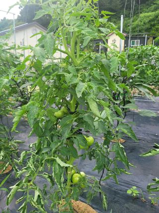 새내기농부님의 토마토 · 병해충상담 작성글 사진