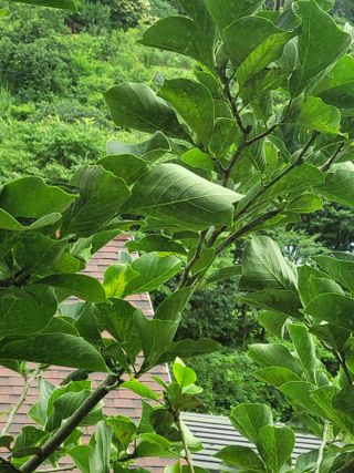 새내기농부님의 토마토 · 병해충상담 작성글 사진