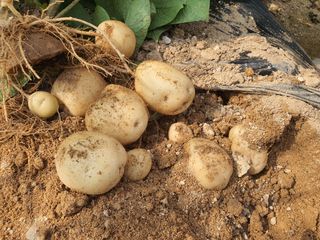 다겸님의 감자 · 영농일지 작성글 사진