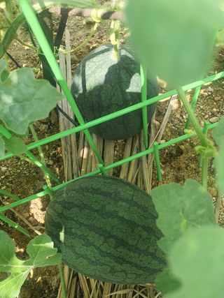 다겸님의 감자 · 영농일지 작성글 사진