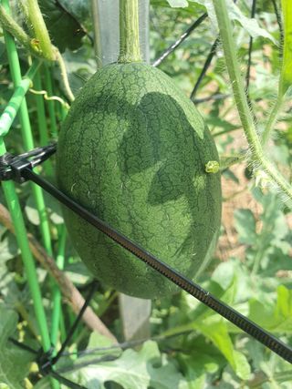 다겸님의 감자 · 영농일지 작성글 사진