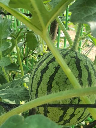 다겸님의 감자 · 영농일지 작성글 사진