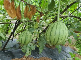 다겸님의 감자 · 영농일지 작성글 사진