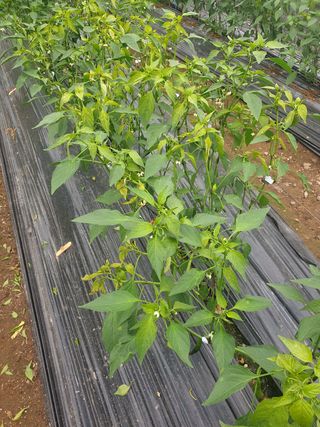 K485976399님의 기타작물 · 병해충상담 작성글 사진