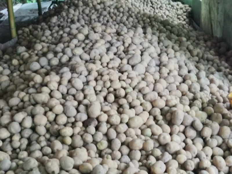 장터 상품 [수미 감자10키로(완료)] 썸네일