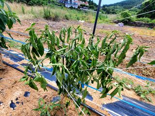 김한주님의 고추 · 병해충상담 작성글 사진