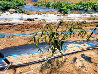김한주님의 고추 · 병해충상담 작성글 사진