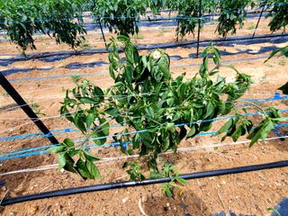 김한주님의 고추 · 병해충상담 작성글 사진