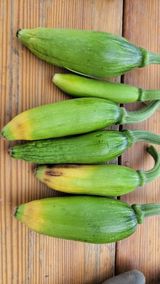 팜모닝 호박·병해충상담 게시글 이미지