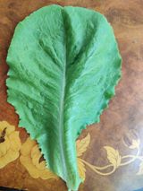 팜모닝 상추·병해충상담 게시글 이미지