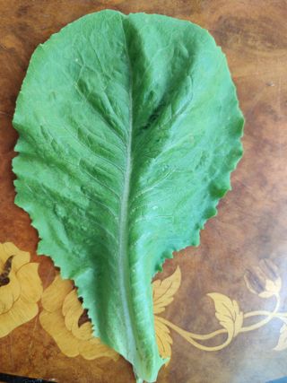 백낙준님의 상추 · 병해충상담 작성글 사진