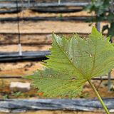 팜모닝 포도·병해충상담 게시글 이미지