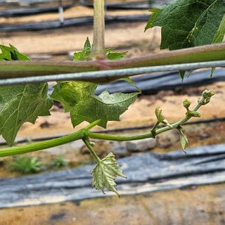 한현진님의 포도 · 병해충상담 작성글 사진