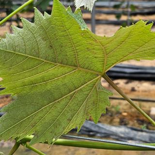 한현진님의 포도 · 병해충상담 작성글 사진