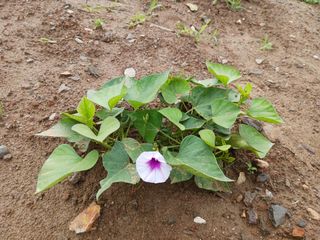 조정분(사랑이엄마)님의 고구마 · 자유게시판 작성글 사진