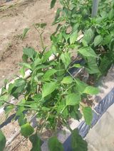 팜모닝 고추·병해충상담 게시글 이미지